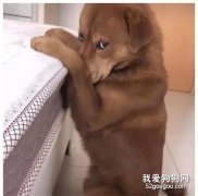大金毛犯錯被罰站，還敢偷偷看主人！這小眼神萌翻了