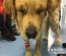 金毛被變態主人長期虐待，奄奄一息，被救時的神情讓人淚目