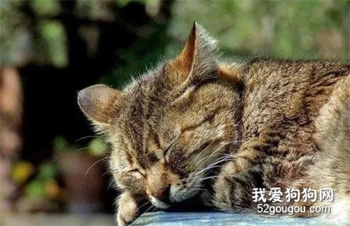 流浪貓在男子懷里取暖，相處12年后不幸走丟，再見時它已經19歲了
