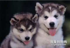 小狗感冒咳嗽怎么辦?