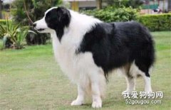 母犬外陰炎的病因與治療方法