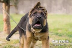 狗狗遲遲不立耳是什么原因？