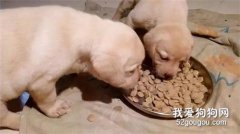 剛斷奶的狗狗，吃奶糕還是幼犬糧好？