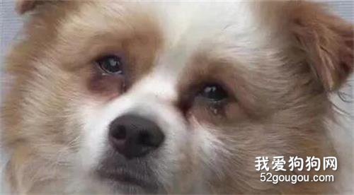 田園犬被寵主拋棄，做出的舉動讓附近居民動容……