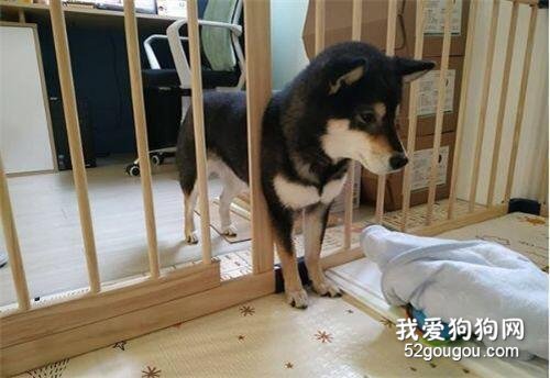 聽聞寶寶哭聲，黑柴試圖從圍欄穿過，不料卻…