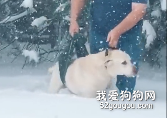 为了不让这只16岁的狗狗失望，捡屎官想了个办法带它出门看雪……