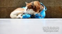 原來，也有和忠犬八公一樣的哈士奇！