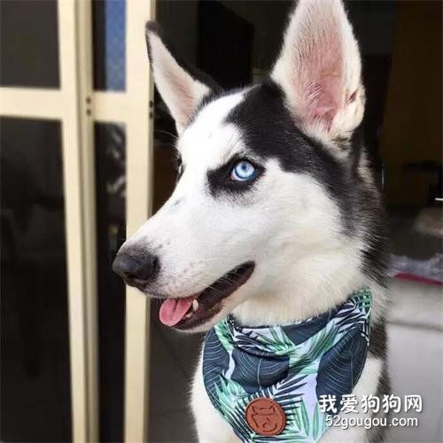 偶遇一只超帥的哈士奇，但仔細一看，哈……哈士驢？