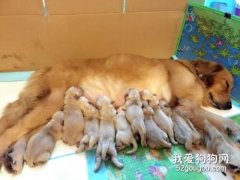 母犬生完沒奶怎么辦 這些下奶食物要知道！