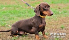 狗狗拉黑便是怎么回事 是得病了嗎？