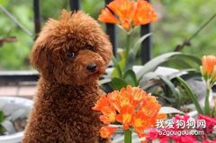 貴賓犬拉稀怎么辦 禁食12小時