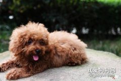 貴賓犬掉毛嗎 屬于正常掉毛現象！