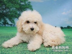 狗嘔吐后吃什么養胃 不要嘔吐后馬上就喂食!