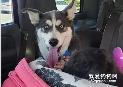 二哈被質疑品種不純，曬出照片后...成功被洗腦！