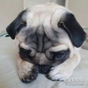 生活中狗狗不喜歡的事情有哪些？