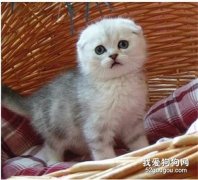 為什么貓咪耳朵有時候會流黃水？