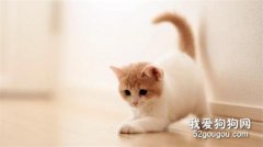 家里養貓咪后還可以種百合花嗎？