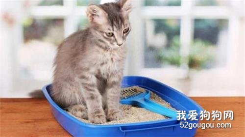 怎么让猫咪学会用猫砂盆？