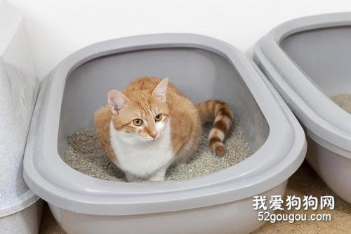 怎么让猫咪学会用猫砂盆？