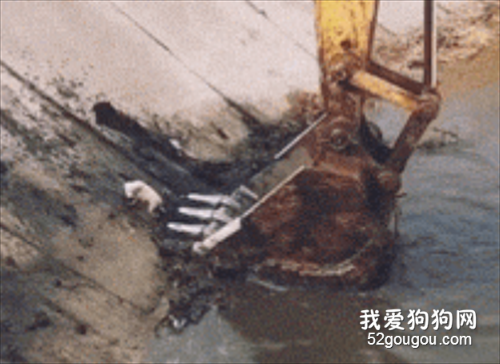 挖掘基偶遇落水小狗，本以為它小命不保...太有愛了！