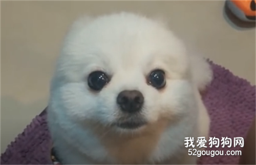 海豹和狗子之間，只差了撿屎官一句原諒！