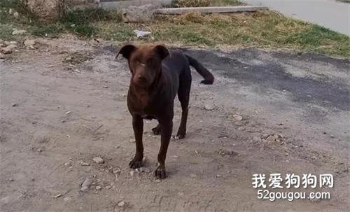 流浪狗每天在路邊等著被收養，與男子第9天見面時被帶走