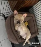 眾狗花式睡姿大pk，就論哪只更“騷包”？