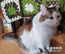 大火吞噬公寓，主人險死于一氧化碳中毒，多虧了貓咪這招！