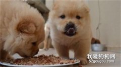 狗狗每天喂食幾次 科學喂食須知