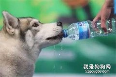 狗狗喝什么水好 礦泉水真的是貴又好嗎？