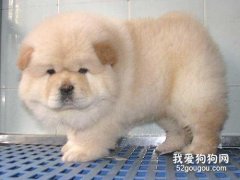 狗狗尿黃是怎么了？ 狗狗上火會怎么樣？
