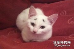 貓奴發現幼貓頭上有臟污卻擦不掉，原來天生自帶八字眉！
