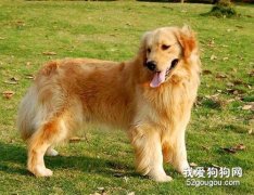 金毛為什么生黑狗 告訴你為什么會生黑狗?