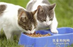 養小貓要準備哪些東西 只買必需品！