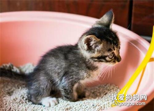 养小猫要准备哪些东西 只买必需品!