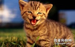咕嚕咕嚕叫的貓咪是在生氣嗎？