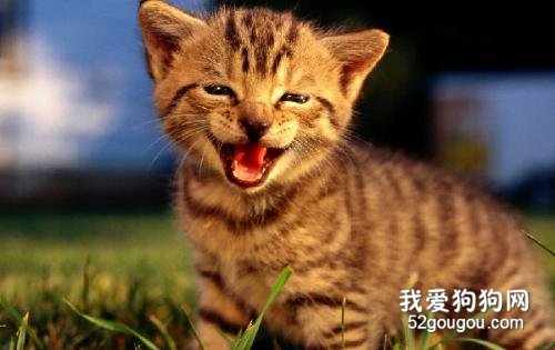 咕噜咕噜叫的猫咪是在生气吗?