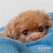 25天的小狗怎么喂食? 幼犬的喂養注意事項!