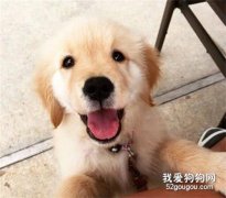 幼犬多久可以喂干狗糧? 喂食幼犬的正確做法!