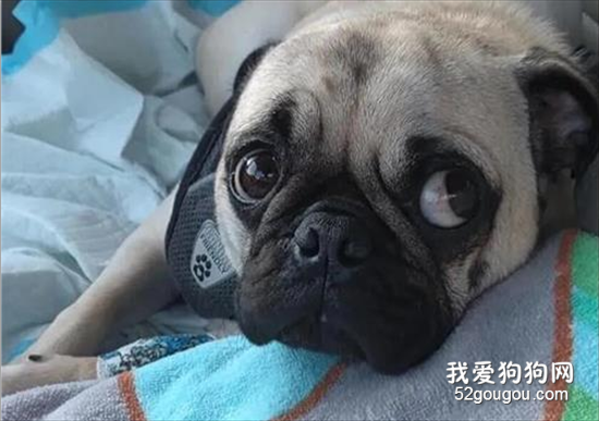 巴哥貪吃一口吞了鉆戒，鏟屎官看到手術賬單時差點哭了...