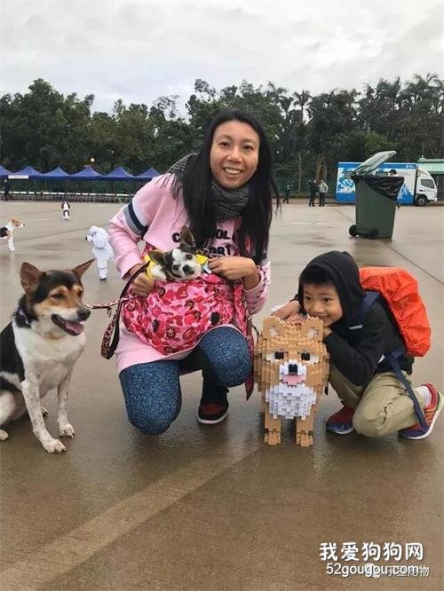 9歲吉娃娃僅剩一顆牙，主人卻要養它，兒子還因狗狗定好未來職業