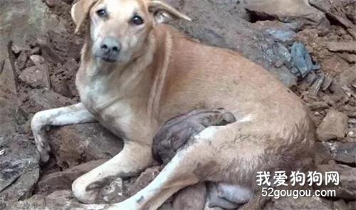 5只小狗被泥土“掩埋”，狗媽媽的叫聲引來小伙搭救，它也在刨土