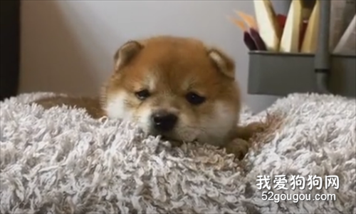 可愛到犯規的小柴柴們，看起來又憨又無辜！