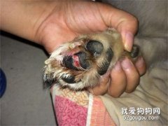 狗狗有點兒小傷口如何醫護?