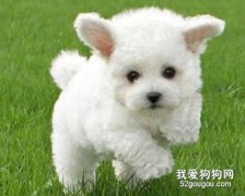 狗狗吃什么對毛發好？狗狗護毛要注意哪些方面？