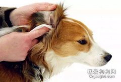 怎樣給狗滴耳藥，狗滴耳液如何操作方法