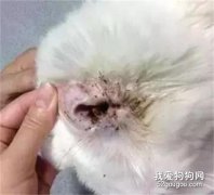 狗狗耳朵里面里有深褐色很臭是耳螨嗎