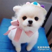狗狗傷口化膿用什藥？