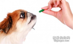 狗狗咳嗽比较严重打哪些针?