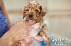 幼犬什么時候可以洗澡？